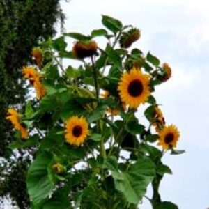 Profile photo of Patricia