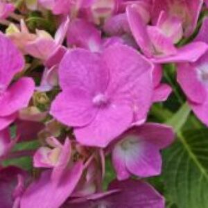 Profile photo of Beatriz